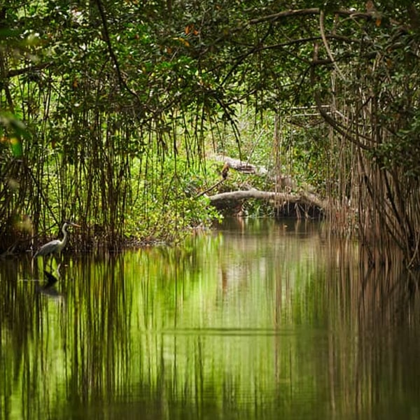The Mangrove Peak Quest.jpg